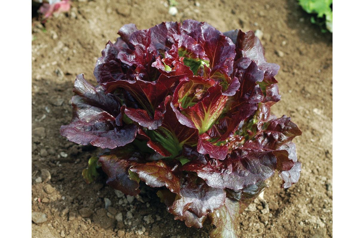 Cherokee – Lettuce Seed